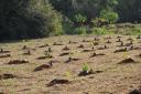 Saev Ambiental planta mais de 40 mil árvores